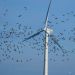 Изменение цвета с белого на черный лопастей ветряной турбины может уменьшить гибель птиц