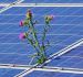 Акции мировых производителей солнечных батарей процветают — вот почему это может продолжаться