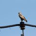 «Россети Юг» установили в этом году на линиях электропередачи свыше 4,3 тыс птицезащитных устройств