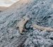 На арктическом нефтегазовом промысле в ЯНАО обнаружили останки мамонта